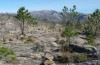 Myrmeleotettix maculatus: Habitat in Nordportugal, Nationalpark Peneda-Gerês, Ende Oktober 2013) [N]