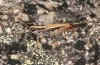 Myrmeleotettix maculatus: Männchen (Nordportugal, Nationalpark Peneda-Gerês, Ende Oktober 2013) [N]