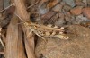 Dociostaurus maroccanus: Imago (Kreta, Mai 2013) [N]