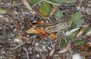 Arcyptera microptera: Adult (Vitsi, Florina, Greece, 1500m asl, late June 2013) [N]