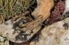Omocestus minutissimus: Female (Central Spain, Teruel, Javalambre, 1900m, late July 2017) [N]