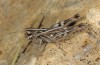 Omocestus minutissimus: Female (Central Spain, Teruel, Javalambre, 1900m, late July 2017) [N]