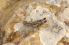 Omocestus minutissimus: Male (Central Spain, Teruel, Javalambre, 1900m, late July 2017) [N]