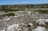 Omocestus minutissimus: Habitat (Central Spain, Teruel, Javalambre, 1900m, late July 2017) [N]