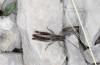 Italohippus modestus: Männchen (Monte Terminillo, Ende September 2023) [N]