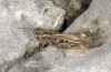 Italohippus monticola: Weibchen (Italien, Gran Sasso Nationalpark, 1900m, Ende September 2016) [N]