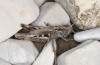 Italohippus monticola: Weibchen (Campocatino N Frosinone, Ende September 2023) [N]