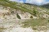 Italohippus monticola: Habitat (Campocatino N Frosinone, Ende September 2023) [N]