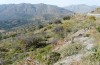 Truxalis nasuta: Habitat in Crete in early May 2013 [N]