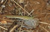 Truxalis nasuta: Male (Crete, early May 2013) [N]