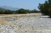 Truxalis nasuta: Habitat (Crete, May 2013) [N]