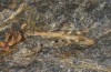 Chorthippus nevadensis: Female (Spain, Andalusia, Granada, Sierra Nevada, Ruta di Veleta, 2600m, late September 2017) [N]