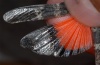 Scintharista notabilis: Adult (wings artificially opened, La Gomera, December 2011) [M]