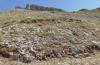 Oropodisma parnassica: Habitat (Greece, Mount Parnassos, Ski center, 1800m, late July 2025) [N]