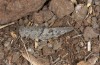 Sphingonotus picteti: Weibchen (Teneriffa, Teno-Gebirge, Barranco Seco, Dezember 2017) [N]
