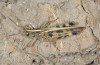 Platypygius platypygius: Male (Sardinia, Giara di Gesturi, late September 2018) [N]