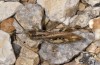 Chorthippus pulloides: Männchen (Peloponnes, Chelmos, 1800m, Anfang August 2019) [N]