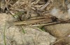 Euchorthippus sardous: Female (Sardinia, Gennargentu, Bruncu spina, late September 2018) [N]