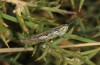 Euchorthippus sardous: Männchen (Sardinien, Gennargentu, Bruncu spina, Ende September 2018) [N]