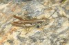 Euchorthippus sardous: Male (Sardinia, Gennargentu, Bruncu spina, late September 2018) [N]