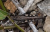 Psophus stridulus: Männchen (Ostalb, August 2012) [N]