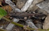 Psophus stridulus: Male (eastern Swabian Alb, Southern Germany, August 2012) [N]