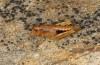 Podismopsis styriaca: Female (Austria, Styria, Zirbitzkogel, 1850m, late August 2016) [N]