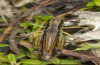 Podismopsis styriaca: Männchen (Steiermark, Zirbitzkogel, 1850m, Ende August 2016) [N]