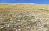 Podisma silvestrii: Habitat (Italien, Monti Sibillini, Monte Sibilla, Ende September 2023) [N]