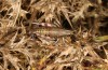 Italopodisma trapezoidalis: Weibchen (Campocatino N Frosinone, Ende September 2023) [N]
