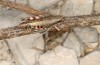 Italopodisma trapezoidalis: Weibchen (Campocatino N Frosinone, Ende September 2023) [N]