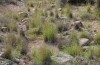 Brachycrotaphus tryxalicerus: Habitat (S-Spain, Almeria, Cabo de Gata, late September 2017) [N]