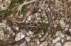 Omocestus uhagonii: Weibchen (Spanien, Sierra de Gredos, oberhalb Plataforma de Gredos, 2200m, Mitte Oktober 2021) [N]