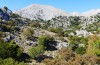 Oedipoda venusta: Habitat (Kreta, W Kallikratis, Mitte Oktober 2025) [N]