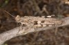 Mioscirtus wagneri: Female (Spain, Ebro depression, Laguna la Playa, mid-September 2021) [N]