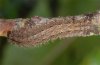 Eilema albicosta: Larva in penultimate instar [S]