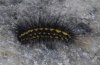 Setina aurita: Larva, Valais, 3000m above sea level [M]