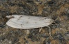 Coscinia bifasciata: Weibchen (e.l. Sardinien 2012) [S]