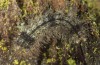 Eilema bipunctata: Half-grown larva (breeding photo 2013) [S]