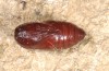 Ocnogyna boeticum: Male pupa (e.l. rearing, Spain, Zaragoza, Los Monegros, larva in late May 2018) [S]