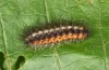 Arctia caja: Young larva prior to hibernation (S-Germany, Memmingen, 02. November 2019) [S]