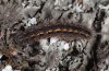 Eilema caniola: Larva (Vinschgau, South Tyrol, April 2011) [M]