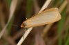 Eilema cereola: Male (e.l. Valais, Switzerland) [S]