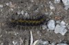 Chelis cervini: Larva (Switzerland, Valais, Augstbord region, early June 2007) [N]