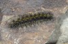 Chelis cervini: Larva (Switzerland, Valais, Augstbord region, early June 2007) [S]