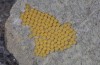 Chelis cervini: Eggs under a stone (e.l. Switzerland, Valais, Augstbord region, larvae in early June 2007) [S]