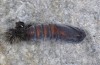 Chelis cervini: Pupa (e.l. rearing, Switzerland, Valais, Augstbord region, larvae in early June 2007) [S]