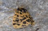 Chelis cervini: Female (e.l. Switzerland, Valais, Augstbord region, larvae in early June 2007) [S]