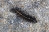 Chelis cervini: Half-grown larva (e.l.-rearing, F1-breeding,  Switzerland, Valais, Augstbord region, larvae in early June 2007) [S]