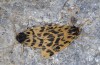 Chelis cervini: Copulation (e.l. Switzerland, Valais, Augstbord region, larvae in early June 2007) [S]